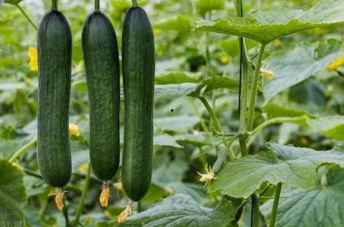 788su黑料吃瓜,一场网络吃瓜盛宴背后的真相