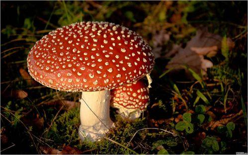 蘑菇视频吃瓜黑料,吃瓜黑料背后的真相大起底